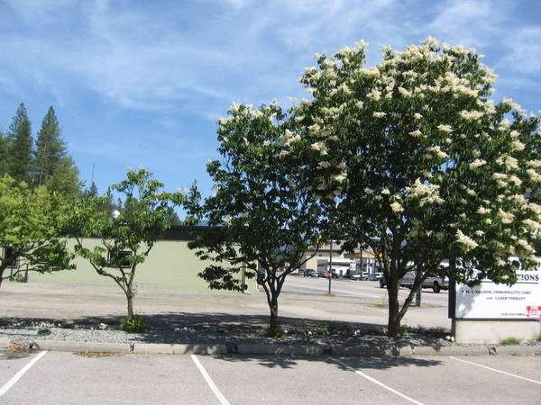 Syringa' Japanese Tree Lilac