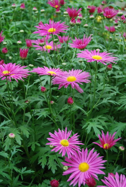 Tanacetum' Robinson's Red Painted Daisy