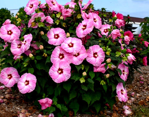 Hibiscus' Summerific® Spinderella (Hardy/Perennial Hibiscus)