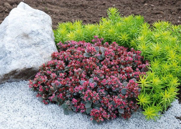 Sedum' Blue Elf