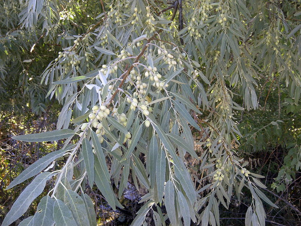Elaeagnus' Russian Olive Tree