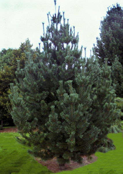 Pinus' Vanderwolf's Limber Pine