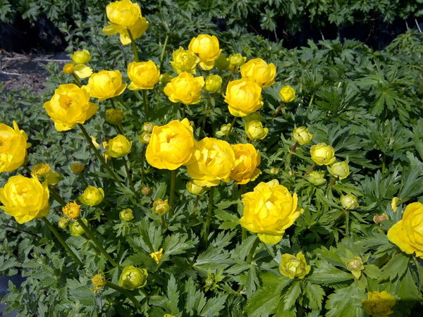Trollius' European Globeflower