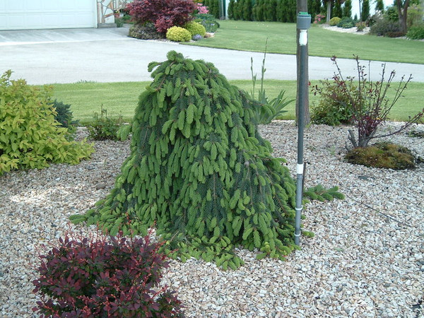 Picea' Weeping Norway Spruce