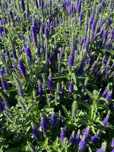 Veronica' Royal Candles Speedwell