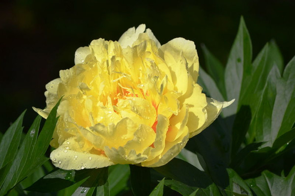 Paeonia' Yellow Crown Peony