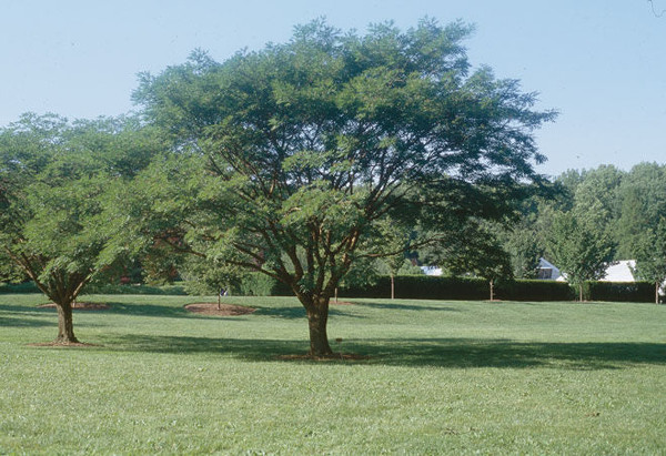 Maackia' Summerfrost® Amur Maackia