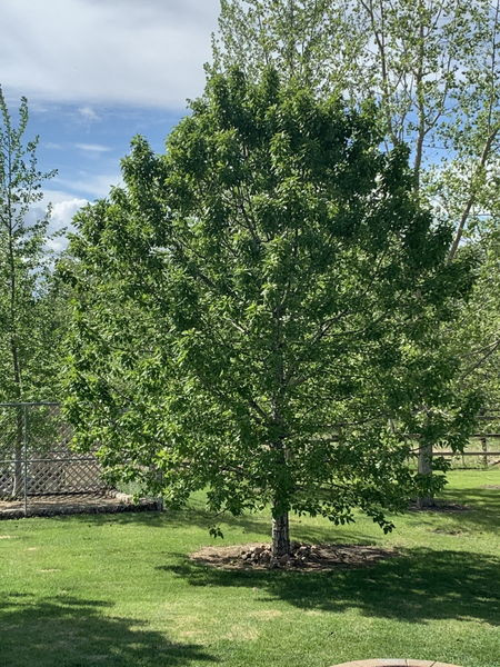 Populus' Paskapoo Poplar Tree
