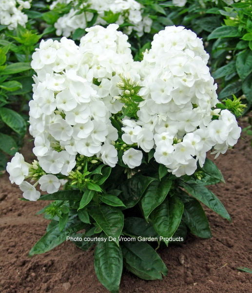 Phlox' Younique™ White Phlox