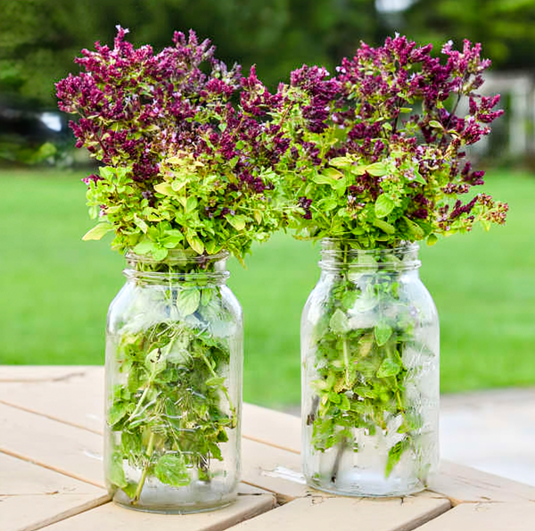 Origanum' Drops Of Jupiter Oregano