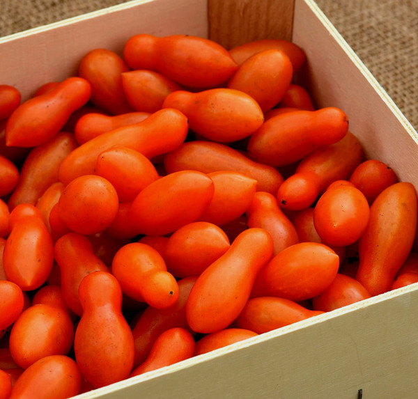 Sun Dipper F¹ Tomato Seeds