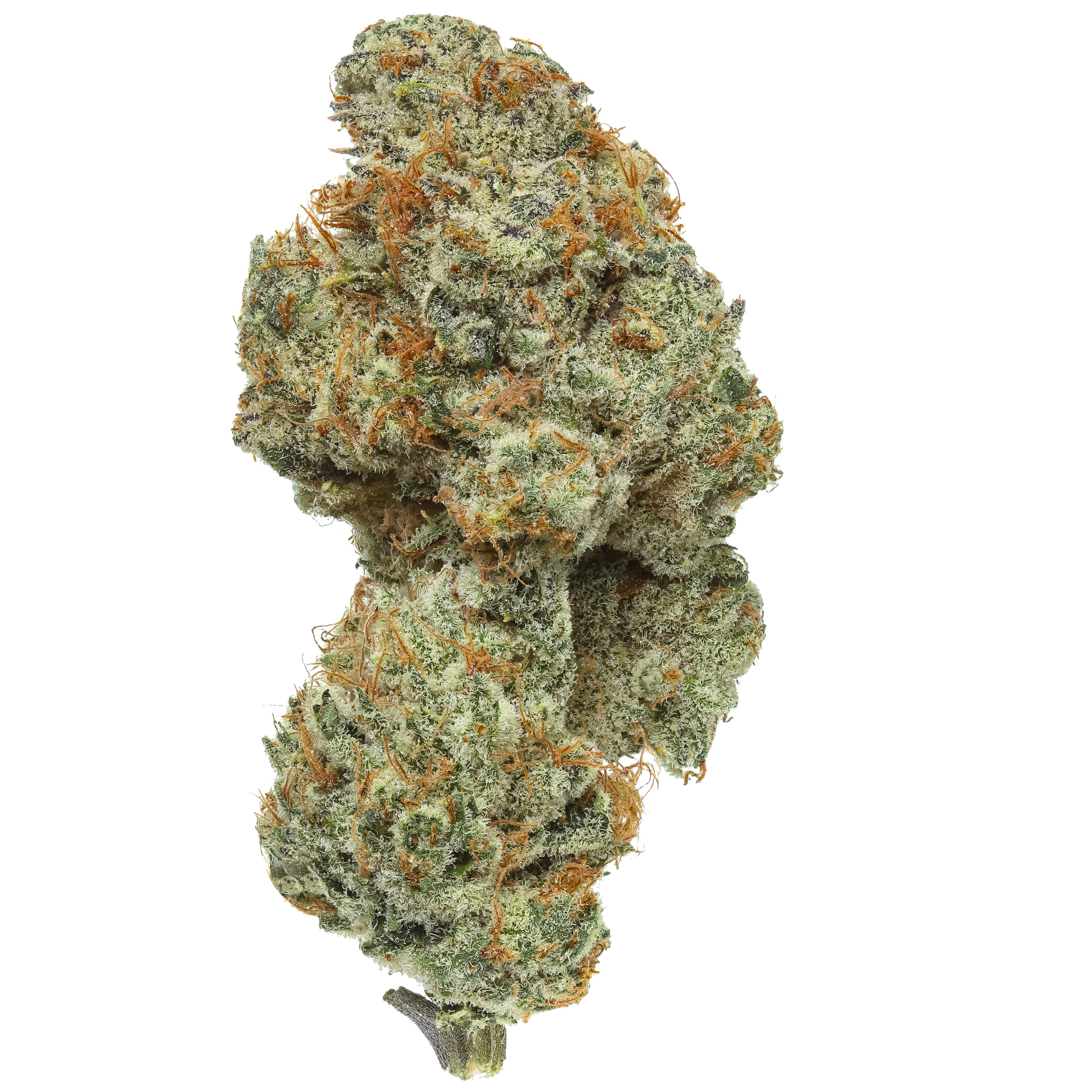 Baby Za Strain - ptm2grd