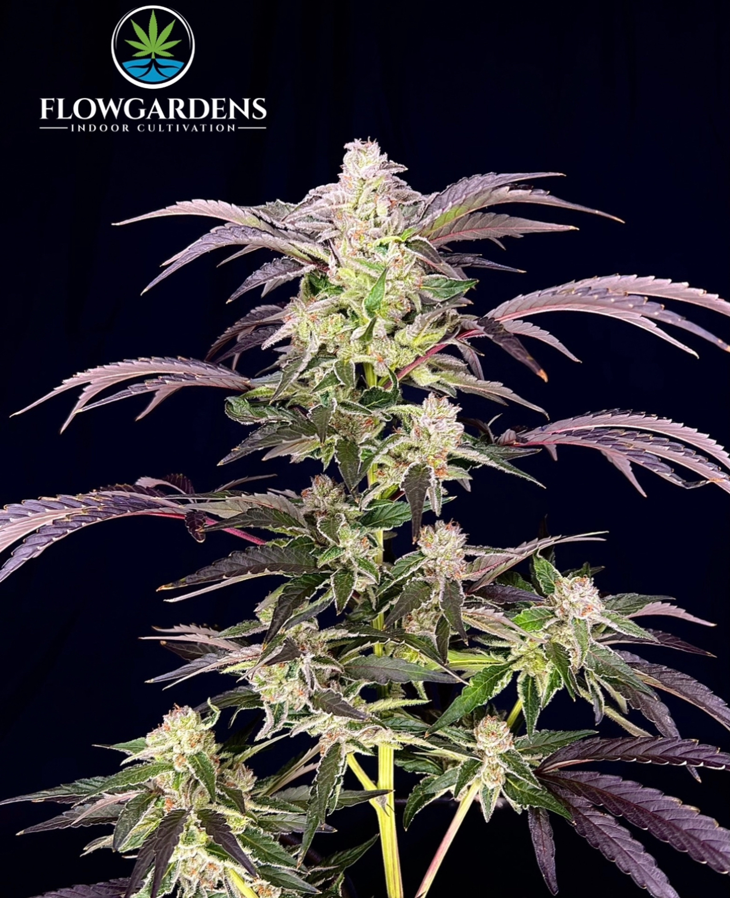 Apples And Bananas Flow Gardens apples-and-bananas-flow-gardens