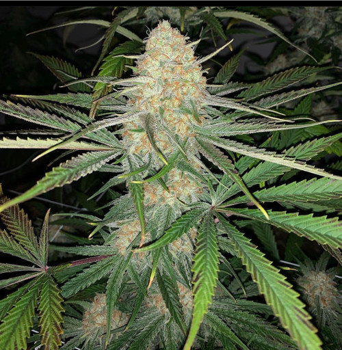 Abacus Cheese CBD seeds from Flow Gardens