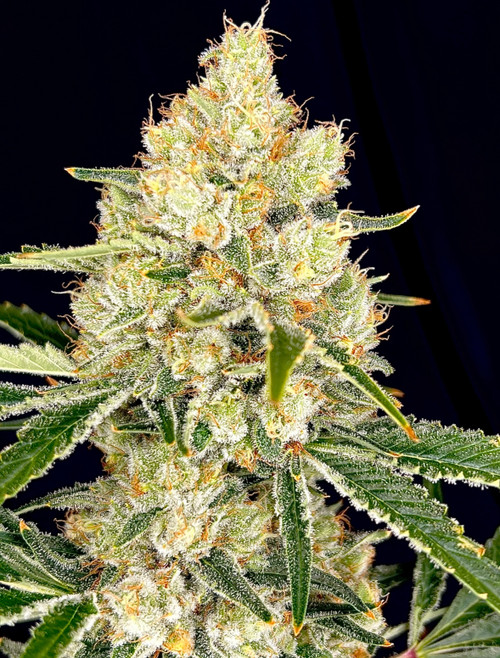 Fruit Salad CBD seeds from Flow Gardens