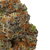 Motor Breath