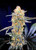 Banana Alien Burn THC CBD seeds from Flow Gardens