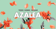 Azalea cuidados: guía práctica para que florezca todo el año