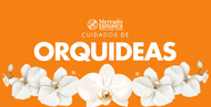Cómo cuidar una orquídea: guía práctica para que florezca