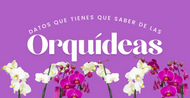 Datos y Cuidados que tienes que saber de las Orquídeas