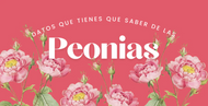 Datos que debes saber de las Peonias