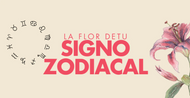 Flor de cada signo zodiacal: significado, meses y elección