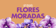 Flores moradas: guía completa de tipos y significados