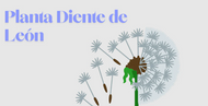 Planta Diente de León