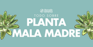 Planta Mala Madre: su significado, cuidados y usos reales