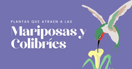 Plantas que Atraen a las Mariposas y Colibríes