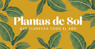 Plantas de Sol Directo que Florecen todo el Año
