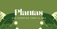 Plantas que Florecen todo el Año