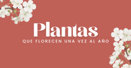 Las Mejores Plantas que Florecen una vez al Año