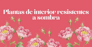 Plantas de interior resistentes a sombra 2025