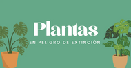 Plantas en Peligro de Extinción