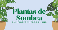 Flores de Sombra que Florecen todo el Año