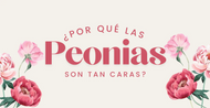Peonias Precio
