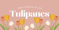 Como Cuidar Tulipanes