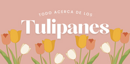 Todo Acerca de los Tulipanes