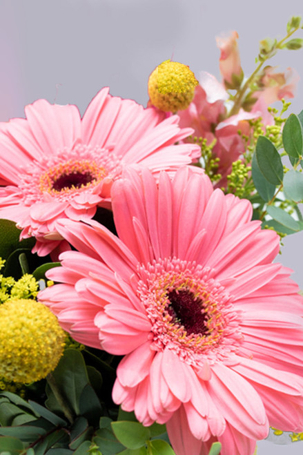 Optimista / Gerbera Rosa, Craspedía Amarilla DGO