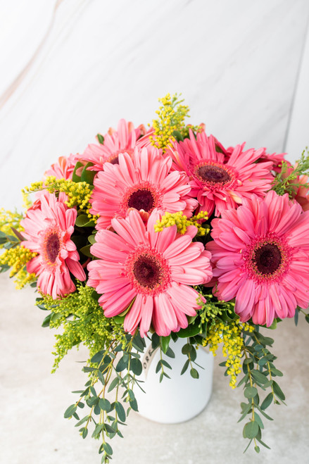 Chispitas de Gerberas / Gerbera Rosa TGZ