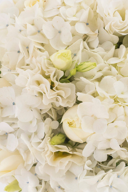 Estoy Contigo / Rosa y Hortensia Blanca TGZ