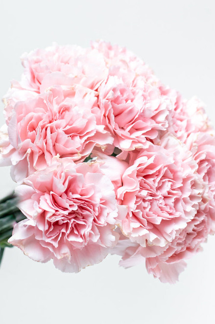 Paquete de Clavel Rosa