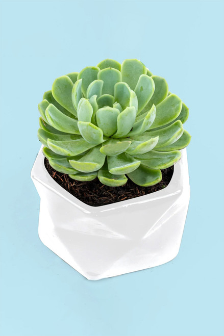 Suculenta - Planta
