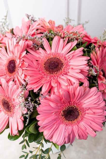 Dulce Primavera / Gerbera Rosa (OBREGÓN)