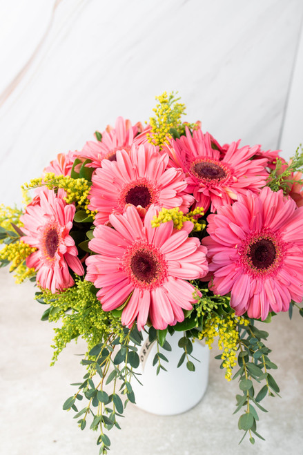 Chispitas de Gerberas / Gerbera Rosa GDL