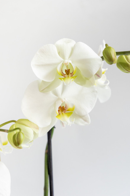 Orquídea Blanca / Sin Maceta GDL
