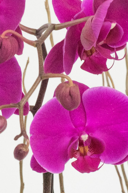 Todo Mi Cariño / Orquídea Morada GDL