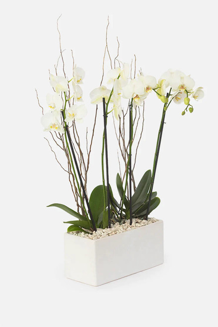 Todo Mi Cariño / Orquídea Blanca CUN