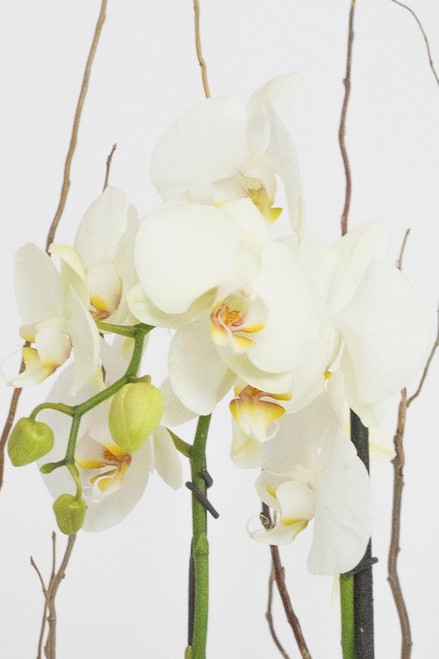 Todo Mi Cariño / Orquídea Blanca CUN